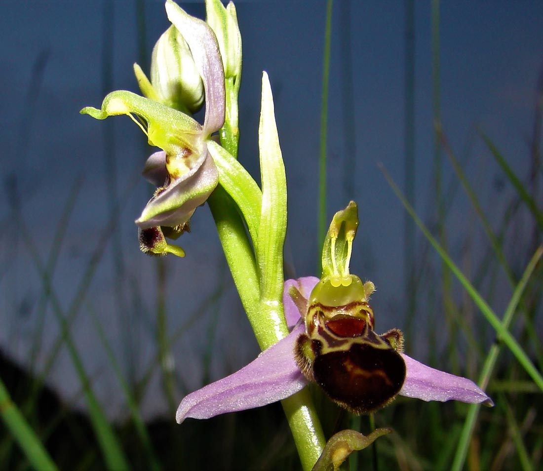 Ophrys apifera Patrick Canal Ophrys apifera Patrick Canal